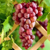 Red Grape Vine Plant Live for Planting 1-2 Years Old, Sweet Grape Plant Live Grape Tree, Grape Fruit Tree for Planting