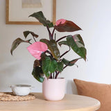 Set of 2 Live Pink Princess Philodendron Plant in 4 Inch Pot, Tropical Indoor Houseplants with Pink Variegated Foliage for Indoor Growing
