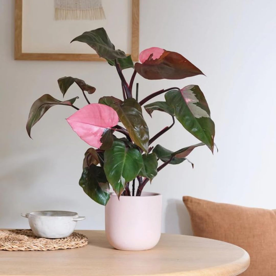 Set of 2 Live Pink Princess Philodendron Plant in 4 Inch Pot, Tropical Indoor Houseplants with Pink Variegated Foliage for Indoor Growing