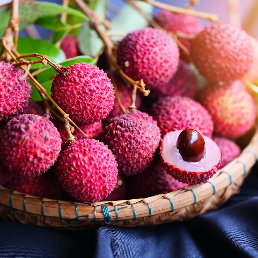 Lychee Tree Live, 3 Feet Tall Litchi Fruit Tree, Sweet Tropical Lychee for Outdoor or Indoor Planting
