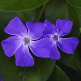 24 Vinca Plants Live for Planting, Periwinkle Plants Live for Planting, Vinca Minor Ground Cover Vine Bare Roots, 6 Inc - 10 Inc Tall