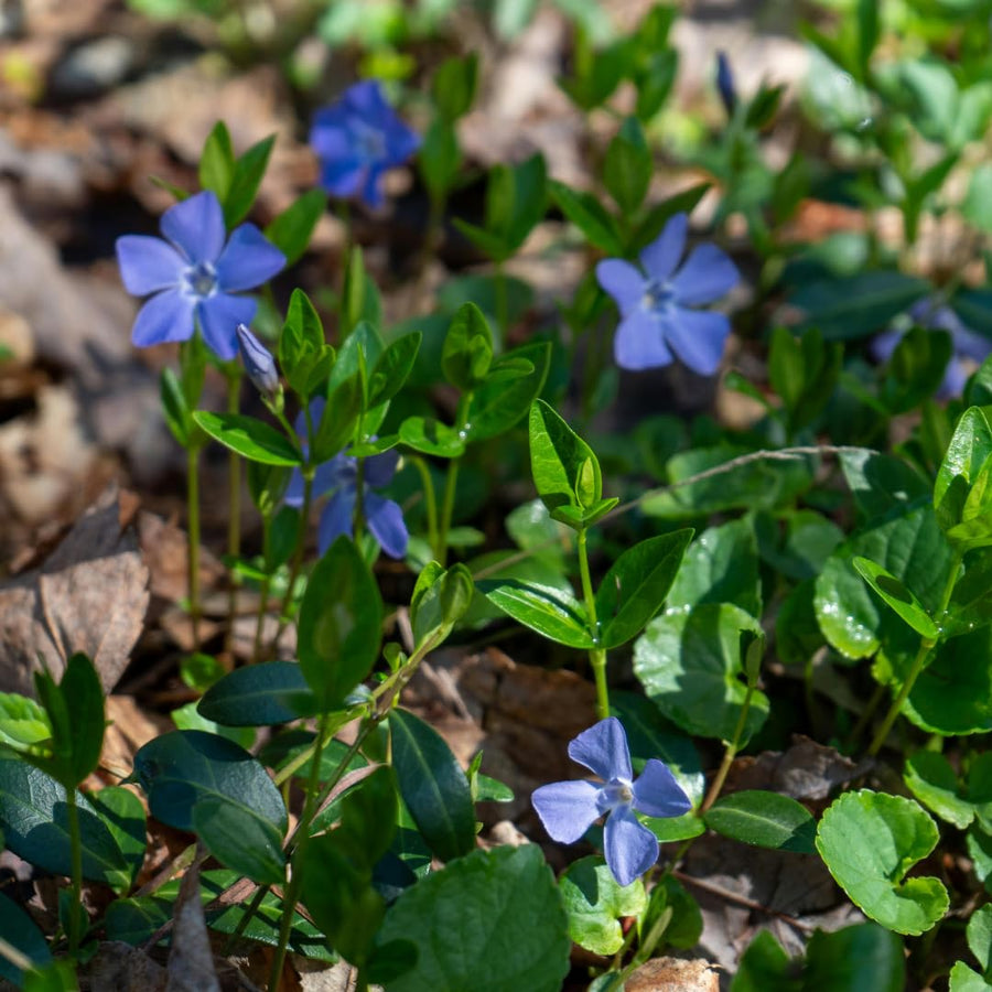 Set of 50 Periwinkle Plant Live, Vinca Minor Plants Live, Periwinkle Ground Cover, Well Rootes for Outdoor Gardens, Slopes, and Landscape Areas