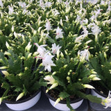 2 Christmas Cactus Plants Live, Holiday Blooming Indoor Plants Live Houseplants, Hanging Baskets Easy Care, Well-Rooted 5-8" Tall, No Pot, Bareroots, Single Stems (Purple Christmas Cactus)