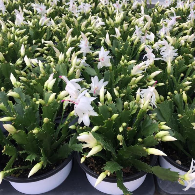 2 Christmas Cactus Plants Live, Holiday Blooming Indoor Plants Live Houseplants, Hanging Baskets Easy Care, Well-Rooted 5-8" Tall, No Pot, Bareroots, Single Stems (Purple Christmas Cactus)