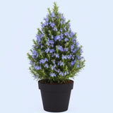 Rosemary Plant Live in Pot, Live Rosemary Plant, Fragrant Herb, 12 Inches Tall