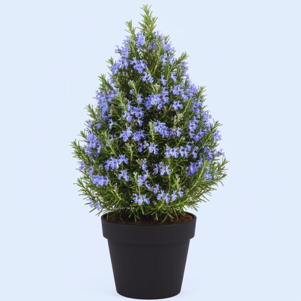 Rosemary Plant Live in Pot, Live Rosemary Plant, Fragrant Herb, 12 Inches Tall
