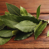 Sweet Bay Leaf Plant, Bay Laurel Tree Live Plant, Laurus Nobilis, Container Garden Herb Plant, 8 to 10 Inc