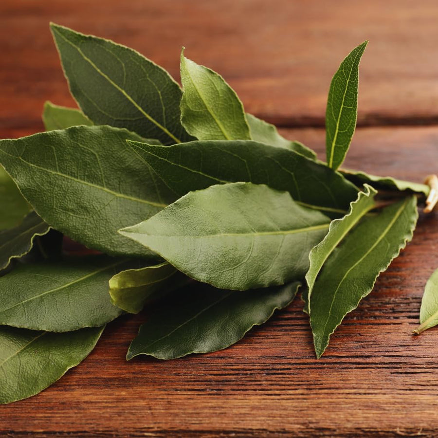 Sweet Bay Leaf Plant, Bay Laurel Tree Live Plant, Laurus Nobilis, Container Garden Herb Plant, 8 to 10 Inc