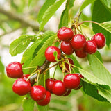 Compact Stella Cherry Tree Live Plant for Planting, Sweet Cherry Plant Live Fruit Tree 3 Feet Tall, Red Cherry Tree Plant, No Shipping to CA