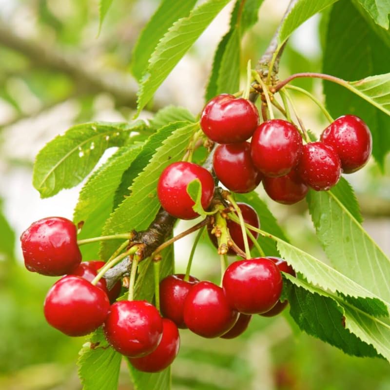 Compact Stella Cherry Tree Live Plant for Planting, Sweet Cherry Plant Live Fruit Tree 3 Feet Tall, Red Cherry Tree Plant, No Shipping to CA