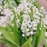 10 Lily of The Valley Roots, Perennial Lily Flower Plant, Lily of The Valley Rhizomes Garden Indoor Outdoor