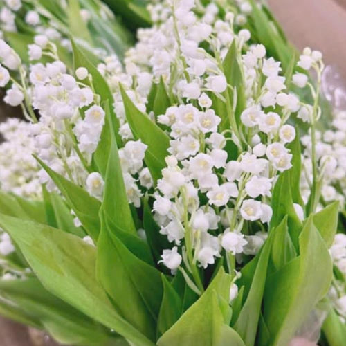 10 Lily of The Valley Roots, Perennial Lily Flower Plant, Lily of The Valley Rhizomes Garden Indoor Outdoor