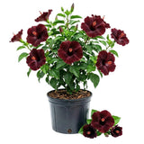 Set 7 Hibiscus Cuttings, Hardy Hibiscus Plants Live, Vibrant Blooming Flower, Well-Rooted Plant for Home Garden Indoor Outdoor (Black)