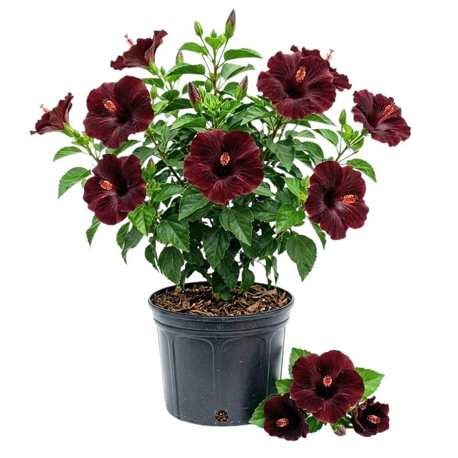 Set 7 Hibiscus Cuttings, Hardy Hibiscus Plants Live, Vibrant Blooming Flower, Well-Rooted Plant for Home Garden Indoor Outdoor (Black)