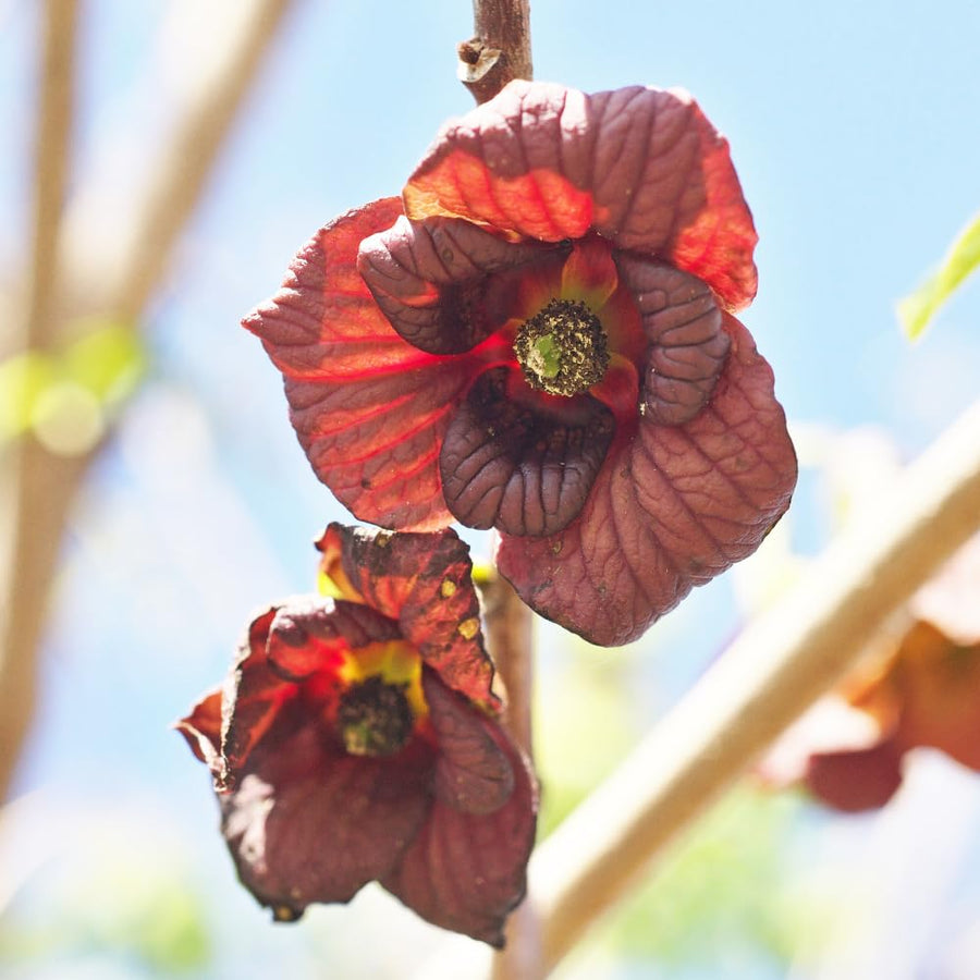 Pack 2 Pawpaw Trees Live Plants 1 Year Old Well-Rooted Paw Paw Asimina Triloba, 6 to 15 Inc Tall, Mango Papaya Like