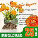 25 Orange Large Ranunculus Bulbs for Planting, Ranunculus Corms, Buttercup Flower Bulbs Spring Fall Growing