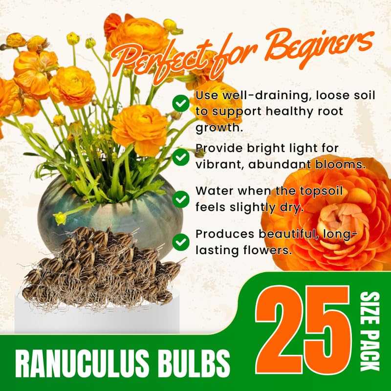 25 Orange Large Ranunculus Bulbs for Planting, Ranunculus Corms, Buttercup Flower Bulbs Spring Fall Growing