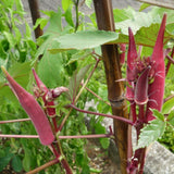50 Count Red Okra Seeds for Planting, Red Okra Vegetable Seeds for Garden Planting and Yard Growing
