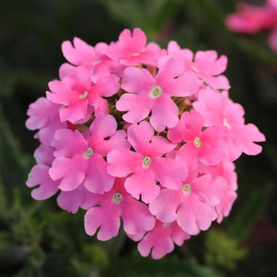Perennial Pink Verbena Plants Live, Sets 6 Plants Verbena for Planting, No Pot, Size 5-9 Inc Tall, Spring Plants Verbena for Trailing Basket, No Pot