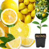 Live Meyer Lemon Tree Live Plant, Yellow Lemon Lime Starter Tree Seedling, 2-3 Inches Tall in 4 Inch Pot, Hardy and Full Sun Zones 9-11