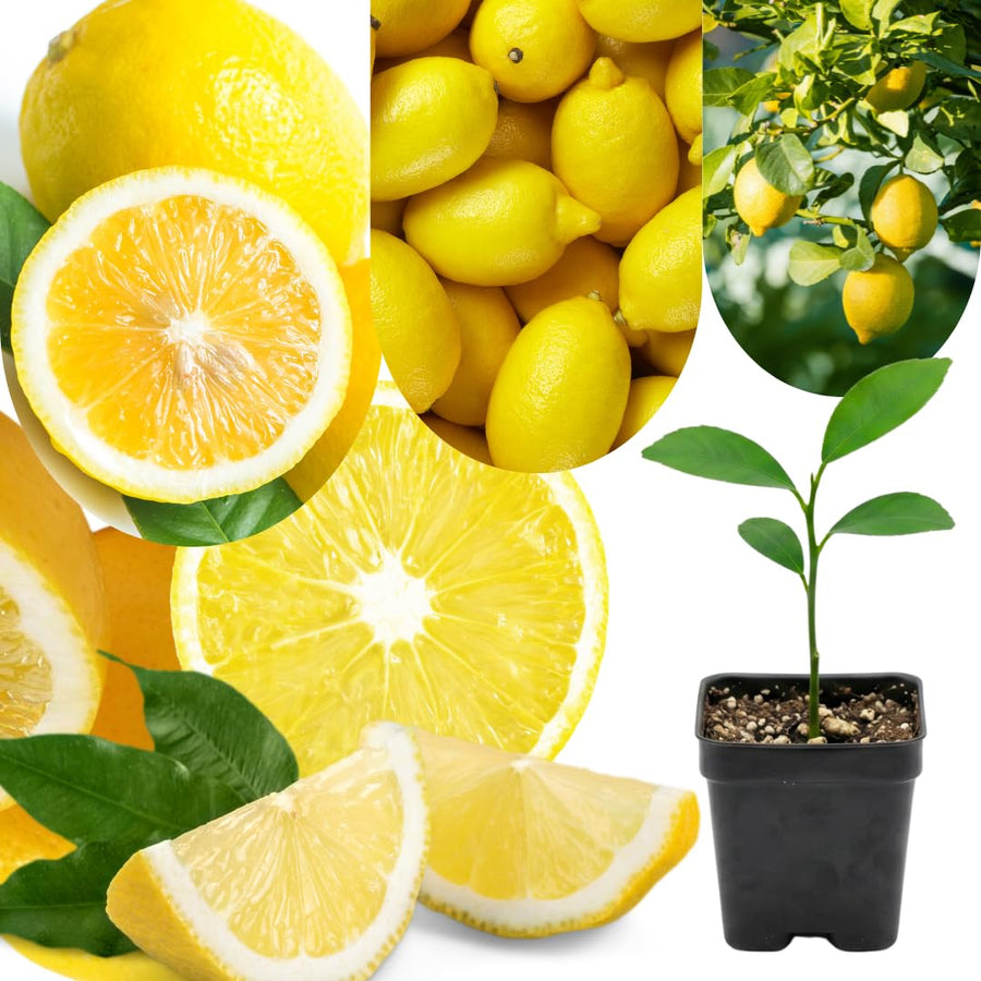 Live Meyer Lemon Tree Live Plant, Yellow Lemon Lime Starter Tree Seedling, 2-3 Inches Tall in 4 Inch Pot, Hardy and Full Sun Zones 9-11