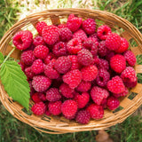 Set 2 Pots Red Raspberry Plants Live for Planting Outdoor, 3 Inch Pot, Perennial Sweet Berries Starter Plants