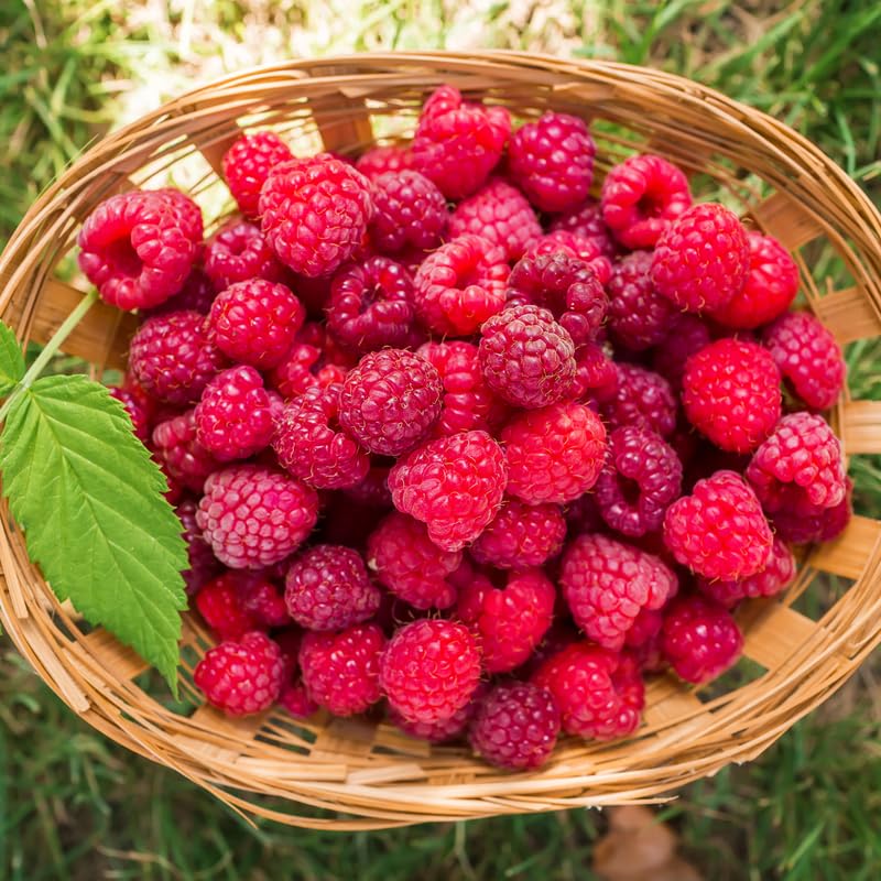 Set 2 Pots Red Raspberry Plants Live for Planting Outdoor, 3 Inch Pot, Perennial Sweet Berries Starter Plants