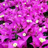 Set of 2 Trailing Bougainvillea Plants Live, Dark Purple Bougainvillea Flowering Vines, 5-10” Tall, Well-Rooted Bougainvillea