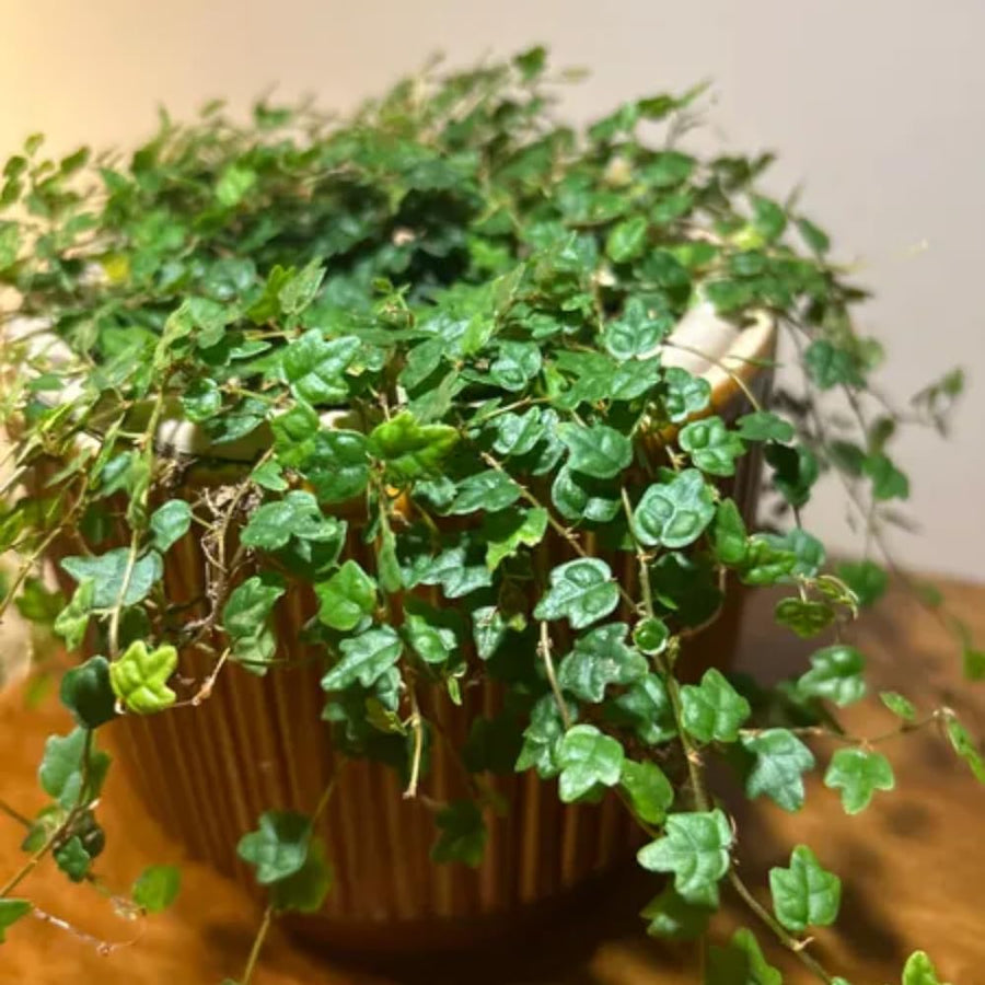 Succulent Plant Live, Trailing Houseplant, Indoor Green Foliage Plant in 4 Inch Pot (String of Frogs)