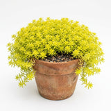 Sedum Live Plant in 6 Inches Pot, Sedum Succulents Plants Live, Vibrant Foliage, Indoor Outdoor Houseplant