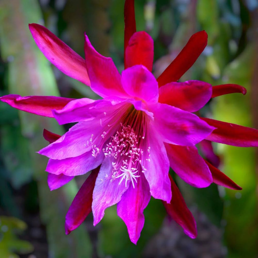 Epiphyllum Orchid Cactus Live Plant, 2 Plants Per Pot, Blooming Orchid Cactus for Indoor or Outdoor Growing (Pink Epiphyllum)