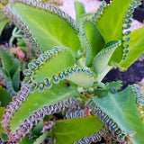 Live Kalanchoe Plant Starter, Mother of Thousands Plant Kalanchoe 4 Inch Pot, Indoor Houseplants