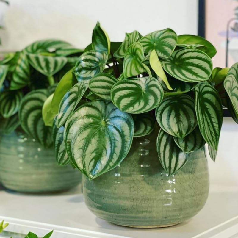 Watermelon Peperomia Live Plant, Easy-Care Houseplant in 4" Pot, Live Peperomia Plants for Indoor Gardens
