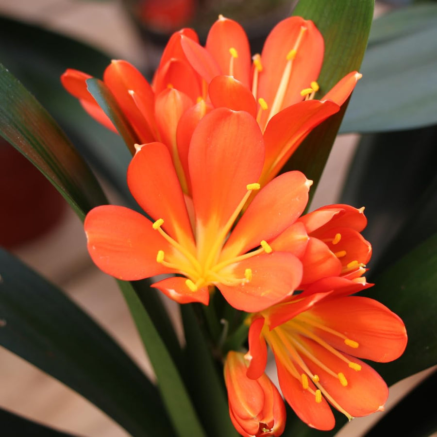 Orange Clivia Plant Live, Clivia Flowering Houseplant in 6 Inch Pot, Perennial Flowering Plant for Containers, Patios, and Indoors
