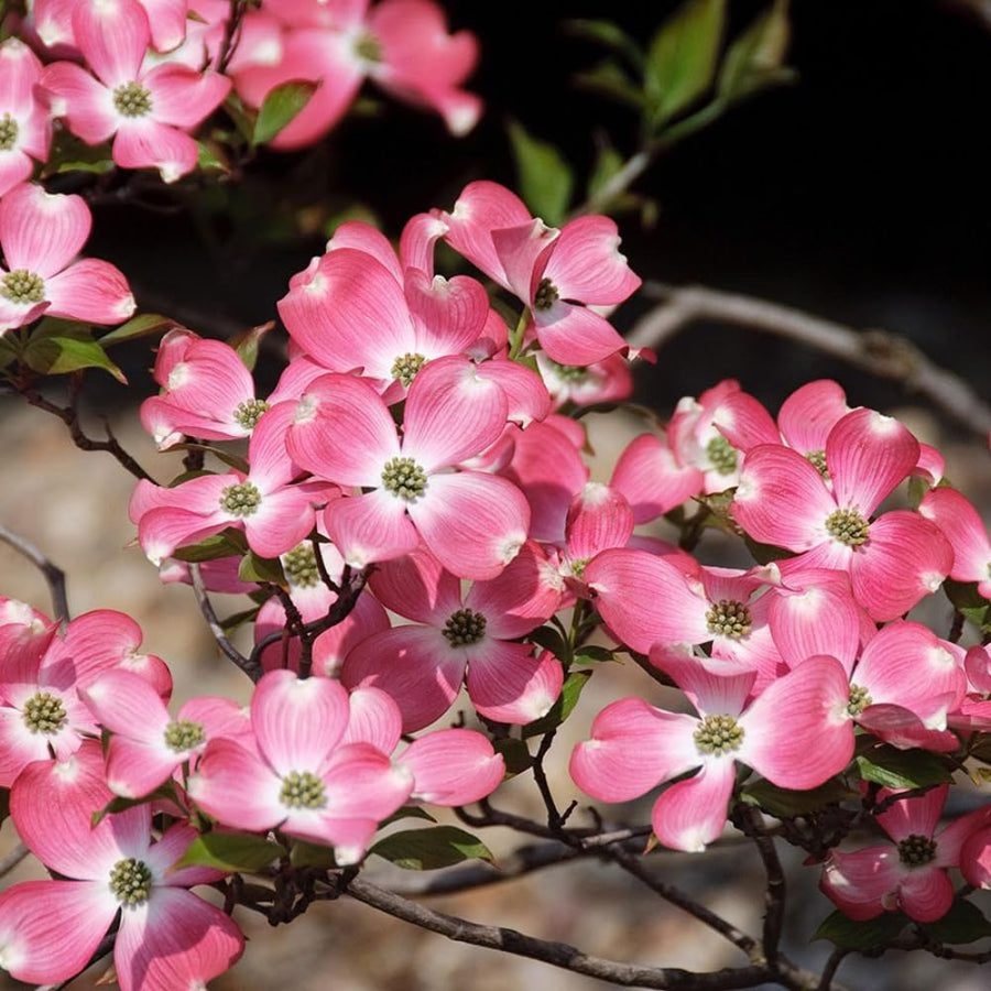 Pink Dogwood Tree Live Plant for Planting Outdoor, 8-14 Inch Tall, in Quart Pot, Dogwood Live Plant Dogwood Bush, Dogwood Plant Live