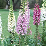 Set 6 Mixed Foxglove Plants Live, in 3" Pots, Hardy Perennial Foxgloves Flowers for Outdoor Garden Planting