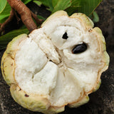 Live Sugar Apple Tree, Sweet Custard Apple Tree, Tropical Fruit Plant, 3-4 Feet Tall, Ready for Planting
