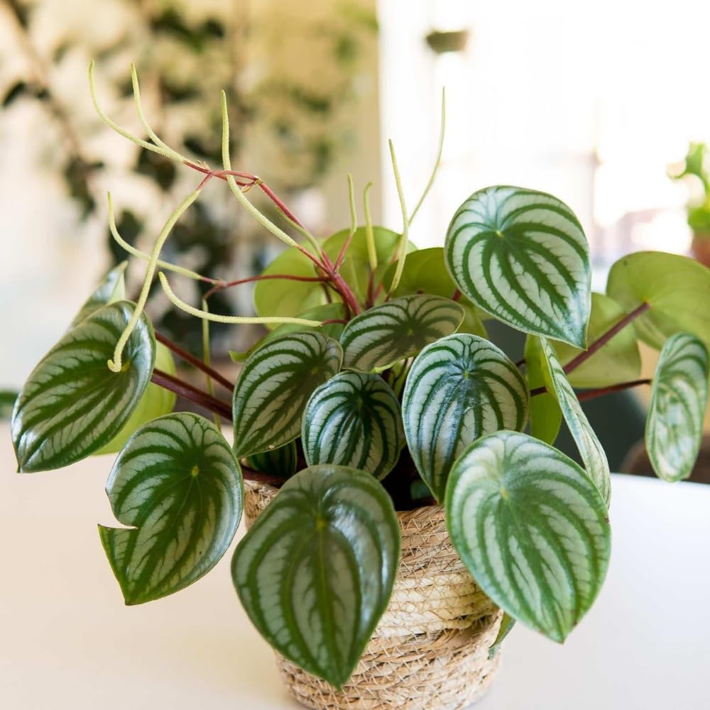 Peperomia Live Plant in 4" Pot, Easy-Care Indoor Trailing Houseplant Succulent Live (Watermelon Peperomia)