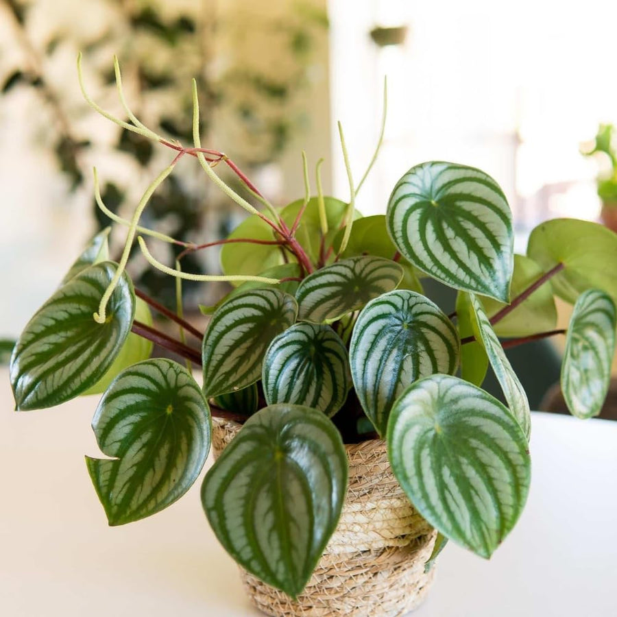 Peperomia Live Plant in 4" Pot, Easy-Care Indoor Trailing Houseplant Succulent Live (Watermelon Peperomia)