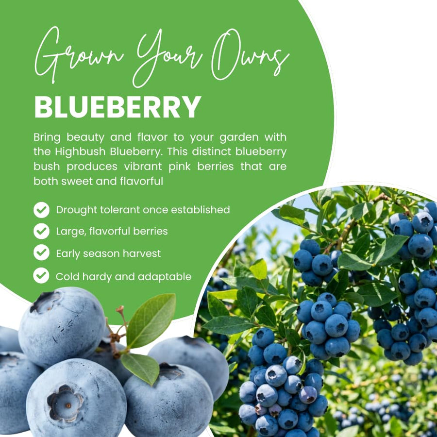 Blueberry Plant Live for Planting, Duke Blueberry Plant, Well Rooted, 6-8 Inc Tall, Berry Shrub for Edible Gardens or Landscapes