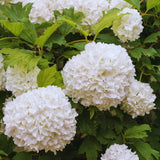 Old Snowball Viburnum Live Plant, Hardy Viburnum Tree Plant, White Flower Gardening, 4 Inches Pot