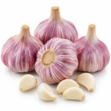 4 Large Red Garlic Bulbs for Planting, Heirloom Hardneck Seed Garlic, High Yield Garden, Fall and Spring Planting