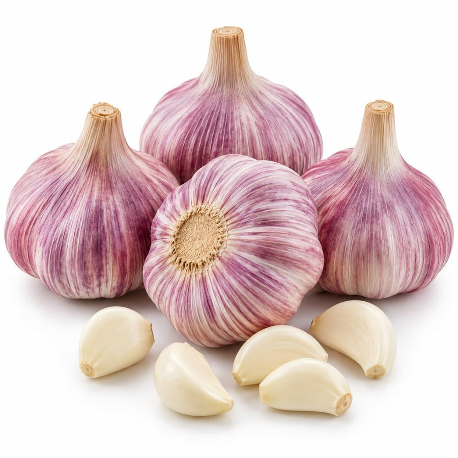4 Large Red Garlic Bulbs for Planting, Heirloom Hardneck Seed Garlic, High Yield Garden, Fall and Spring Planting