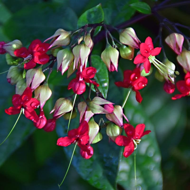 Purple Bleeding Heart Clerodendrum Plants Live, Trailing Light Bulb Flowering Vine, 4-8 Inch Tall, Ready to Plant Outdoor