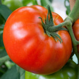 Lot 4 Tomato Plants Live for Planting Outdoors, Large and Juicy Tomatoes, Well Rooted, 6 to 8 Inch - Tomato Big Boy