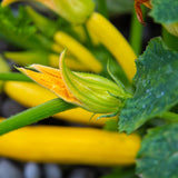 2 Yellow Zucchini Plants Live, Squash Vegetable Plants, 5–9 Inches Tall, Well Rooted, Ready for Home Garden Growing