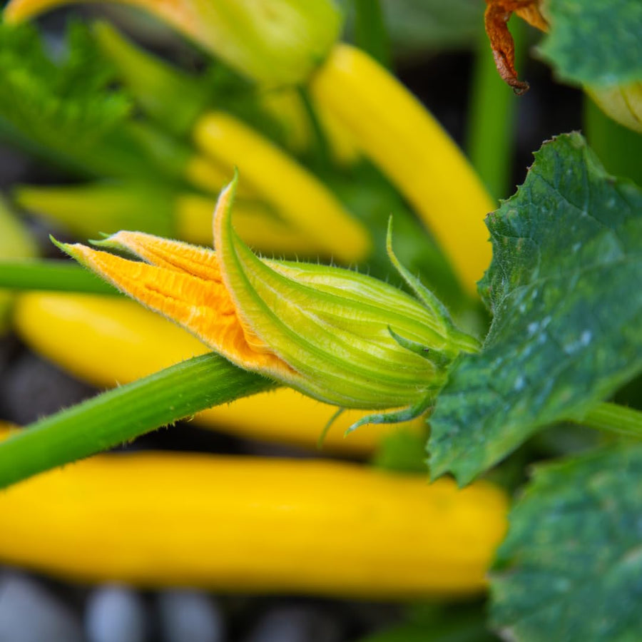 2 Yellow Zucchini Plants Live, Squash Vegetable Plants, 5–9 Inches Tall, Well Rooted, Ready for Home Garden Growing
