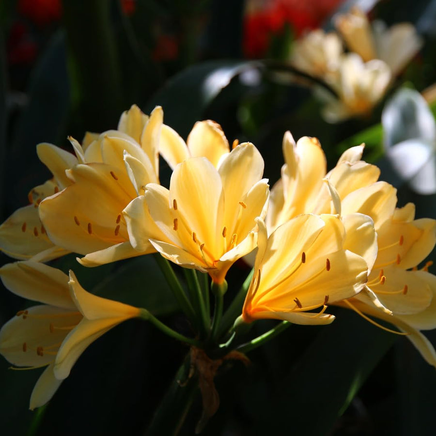 Yellow Clivia Plant Live, Clivia Flowering Houseplant in 6 Inch Pot, Perennial Flowering Plant for Containers, Patios, and Indoors