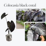 3 Colocasia Plants Live, Elephant Ear Caladium Esculenta Plants, 5 to 8 Inc Tall (Coral Black)
