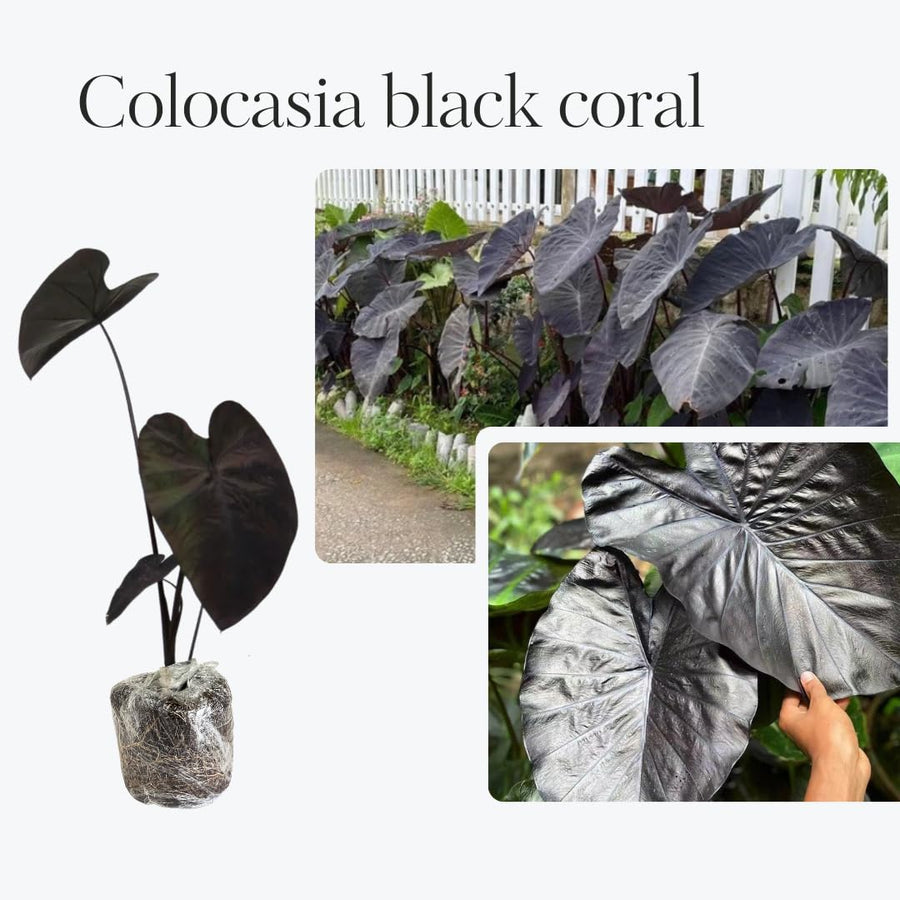 3 Colocasia Plants Live, Elephant Ear Caladium Esculenta Plants, 5 to 8 Inc Tall (Coral Black)
